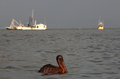米南部沖のメキシコ湾（Gulf of Mexico）の原油流出事故で油まみれになったカッショクペリカン。米ルイジアナ（Louisiana）州East Grand Terre Islandで撮影。流出した原油はルイジアナ州沿岸部に大量に押し寄せている（2010年6月4日撮影）。(c)AFP/Getty Images/Win McNamee