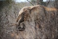 ケニア南東部のツァボウエスト国立公園で餌を食べるゾウ（2009年8月21日撮影、資料写真）。(c)AFP/Roberto SCHMIDT