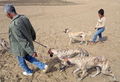 モロッコ北部Oued Jdidaで行われたジャッカル猟でに参加した猟犬スルーギ（2008年10月11日撮影）。(c)AFP/ABDELHAK SENNA