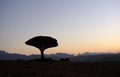 イエメン・ソコトラ島ディクサム高地の竜血樹（2021年4月17日撮影）。(c)Peter MARTELL / AFP