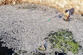 イラク、南部湿地帯での魚の大量死を調査