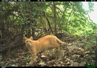 史上初、猫の生息数調査 米首都ワシントン