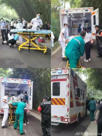 杭州の医療従事者4人が成都パンダ繁育研究基地で人命救助 生涯無料入園ゲストに 中国