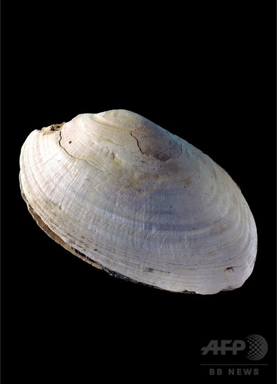 50万年前の人類最古の「彫り刻んだ跡」発見 写真2枚 国際ニュース