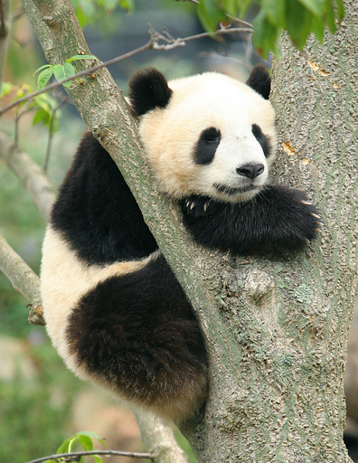 ワシントンが「パンダレス」に、市民から惜しむ声続々