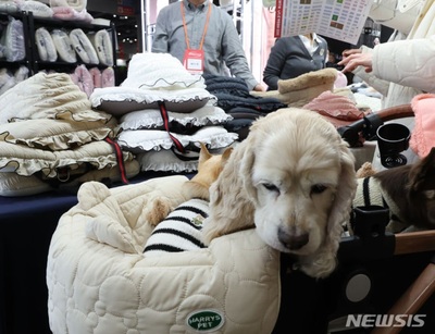 愛犬をベビーカーに乗せるのは賢明か否か…韓国のオンラインで議論