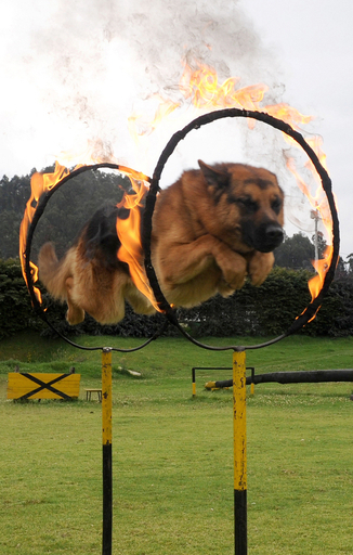 中南米の警察が合同で警察犬訓練、「炎の輪」をくぐる技も コロンビア