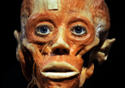 米サンディエゴで「人体の世界」展