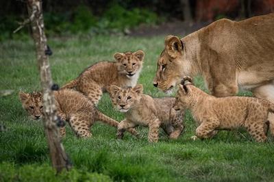 初めての屋外に興味津々 仏動物園の赤ちゃんライオン 