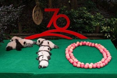 赤ちゃんパンダ、中国建国70周年イベントで「パンダ文字」に挑戦…？