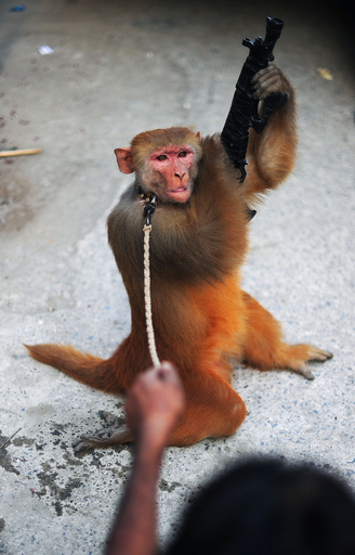 路上で行われる違法な動物の見せ物、パキスタン