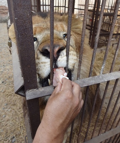 サーカスから保護されたライオン33頭アフリカへ、ペルー