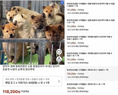 正気か？韓国ネット販売に「生きた犬」出品、宅配便で配送も…非難の嵐