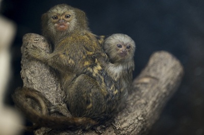 極小のサル、ピグミーマーモセットの赤ちゃん コロンビア