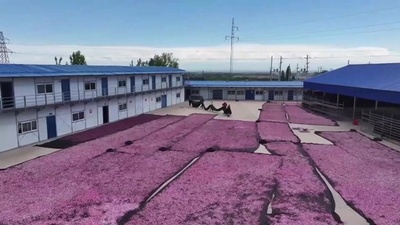 動画:花の香りで農家の所得向上 中国新疆イリ・カザフ自治州のアロマ産業