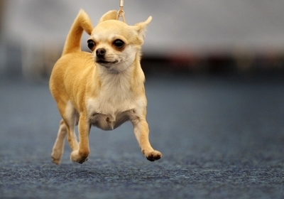 「イヌを捨てる最もあきれた理由」、08年度の1位は?