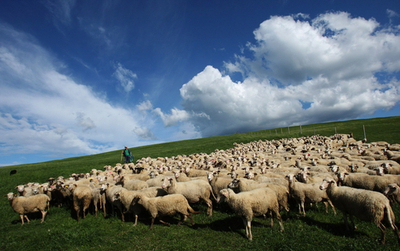 ギリシャの牧羊業者、車でヒツジの群れを誘導