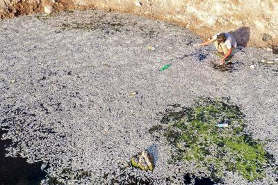 イラク、南部湿地帯での魚の大量死を調査