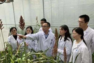 中国科学者 アルカリ耐性遺伝子の作物増産効果を発見