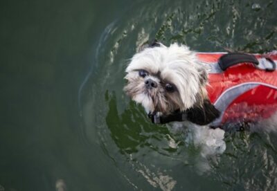 韓国「渓谷でペットと水遊び」…激怒する人 vs 「怒る人こそ偏狭・無知」という反論
