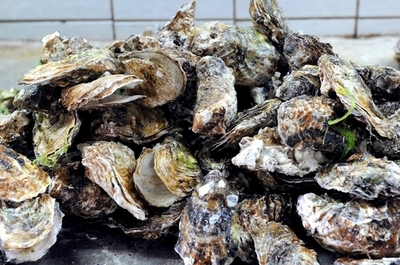 カキ個体数が世界的に減少、米研究