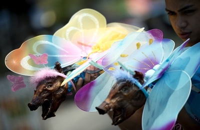 ブタの丸焼きが街を練り歩く、比マニラ