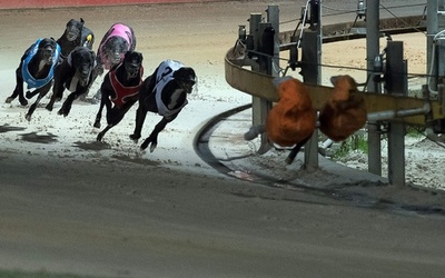 グレーハウンドのドッグレース禁止を撤回、豪