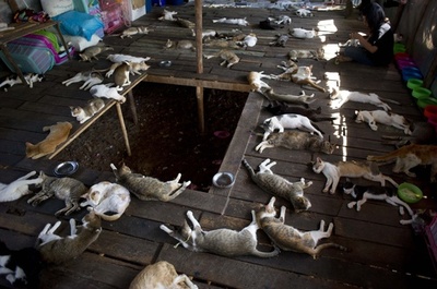 ネコやイヌなど動物200匹の保護施設、ミャンマー