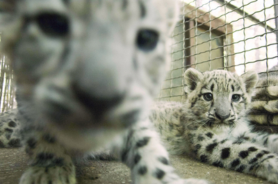 ユキヒョウの赤ちゃん3匹、もうすぐ一般公開 ハンガリー