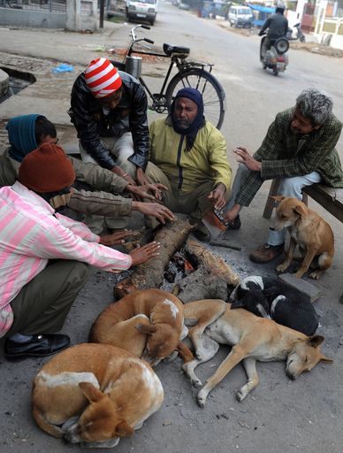 野良犬と暖を分かち合う人たち、インド