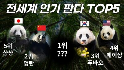 「世界人気パンダランキング」TOP5…韓国プーバオ3位、シャンシャン5位