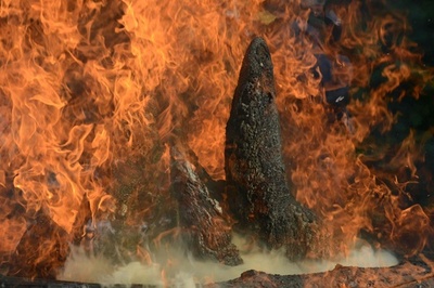 切断したサイの角燃やし密猟に抗議、チェコ動物園