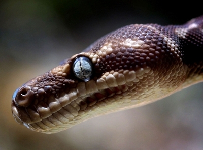 飛行中にヘビ失踪、豪カンタス航空