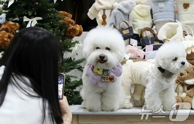 21匹の犬が餓死寸前…韓国・放置して転居した40代男に有罪