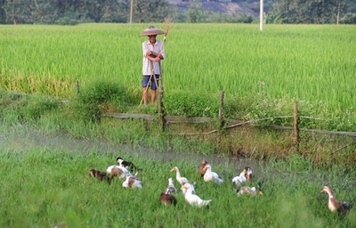 中国米1割に重金属汚染か、中国誌が告発