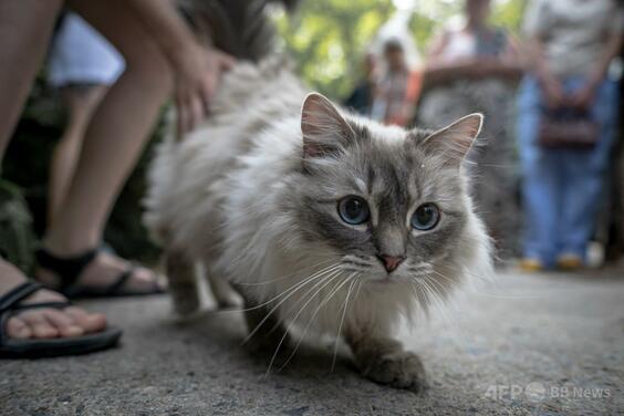 地元の猫が主役、カナダ・モントリオールでチャリティーイベント