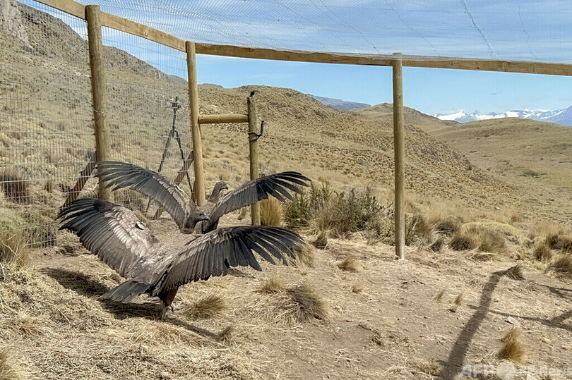 救助のコンドルを再野生化 絶滅に歯止めを チリ・アンデス