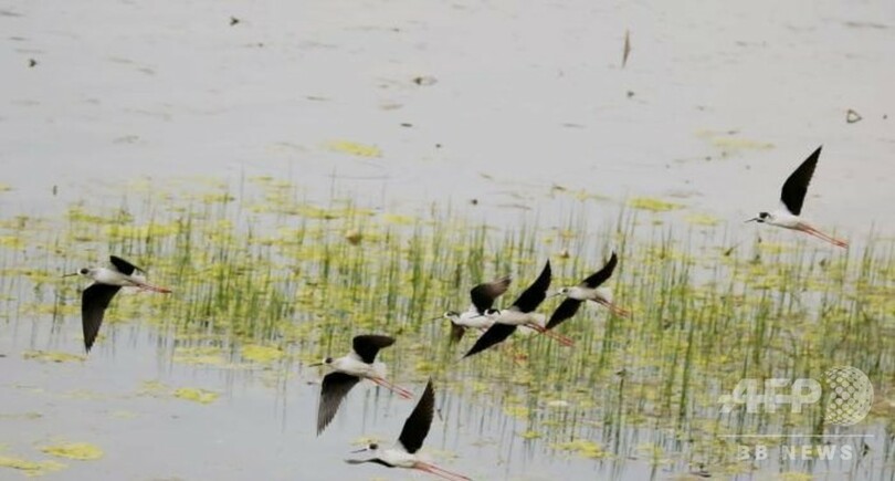 「希少種の野鳥の楽園」 湖北省の天河流域、水質も改善 中国
