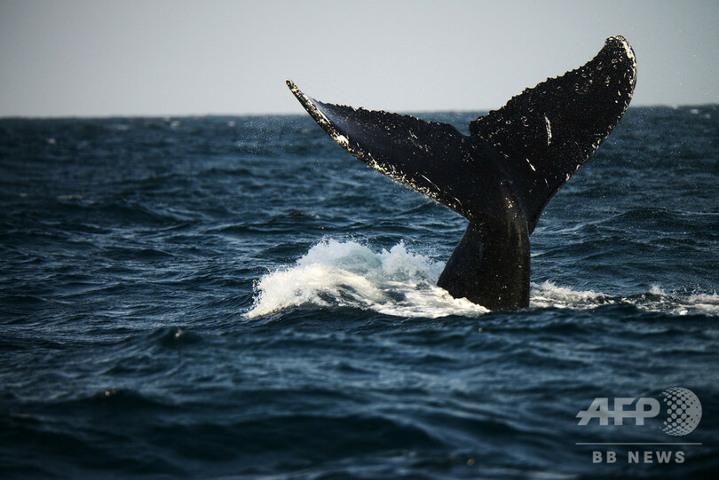 シュノーケリング中の女性 クジラの尾にぶつかり重傷 豪 写真1枚 国際ニュース Afpbb News