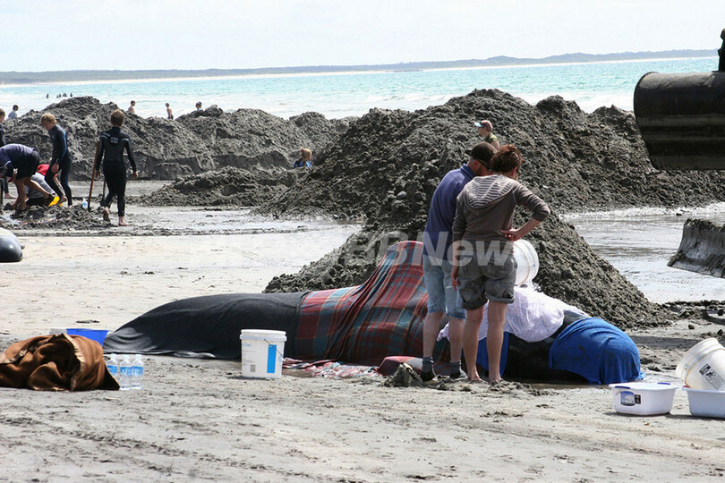クジラなど約200頭海岸に打ち上げられる、豪州