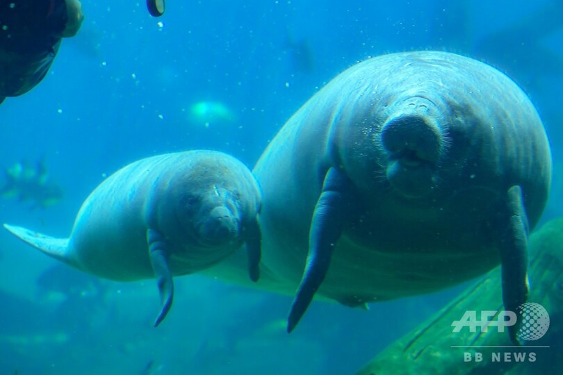 アフリカマナティーの赤ちゃんを初公開 広東・珠海