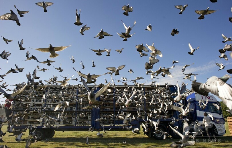 英国の鳩レース、2万羽が空へ 写真7枚 国際ニュース：AFPBB News