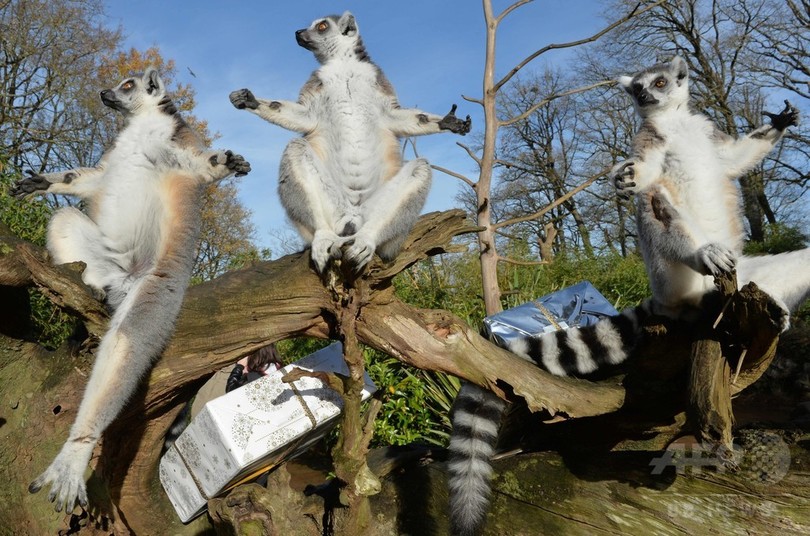 中身はなーんだ 動物たちにクリスマスプレゼント フランス 写真14枚 国際ニュース Afpbb News