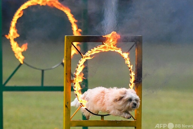 警察犬もパフォーマンス スリランカ 警察の日 写真21枚 国際ニュース Afpbb News