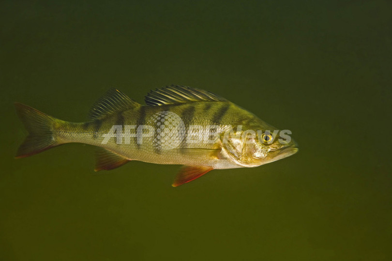 抗不安薬の排水混入で魚の性格が一変、大胆に 米学会発表 抗不安薬の排水混入で魚の性格が一変、大胆に 米学会発表
