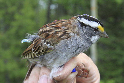 野鳥の鳴き声に変化 動物界の 口コミ現象 か カナダ 写真2枚 国際ニュース Afpbb News