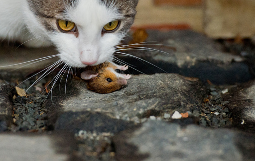 農家の庭でネズミを捕まえるネコ ドイツ 写真7枚 国際ニュース Afpbb News