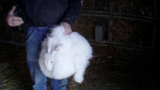 毛むしられ鳴くアンゴラウサギの動画公開で飼育禁止を訴え 仏愛護団体 写真8枚 国際ニュース Afpbb News