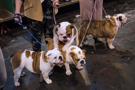 最高賞はアメリカン・コッカー・スパニエル、英ドッグショー「クラフツ