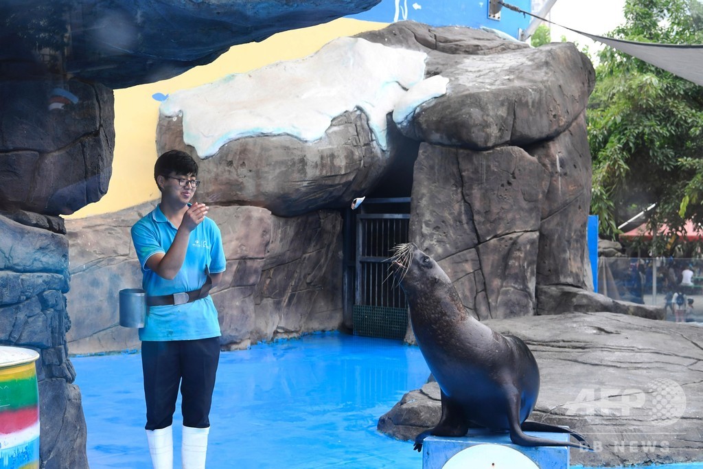 なぜ中国で違法な動物ショーが後を絶たないのか アシカやアザラシ違法取引 なぜ中国で違法な動物ショーが後を絶たないのか アシカやアザラシ違法取引